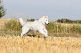 SIBERIAN HUSKY 020